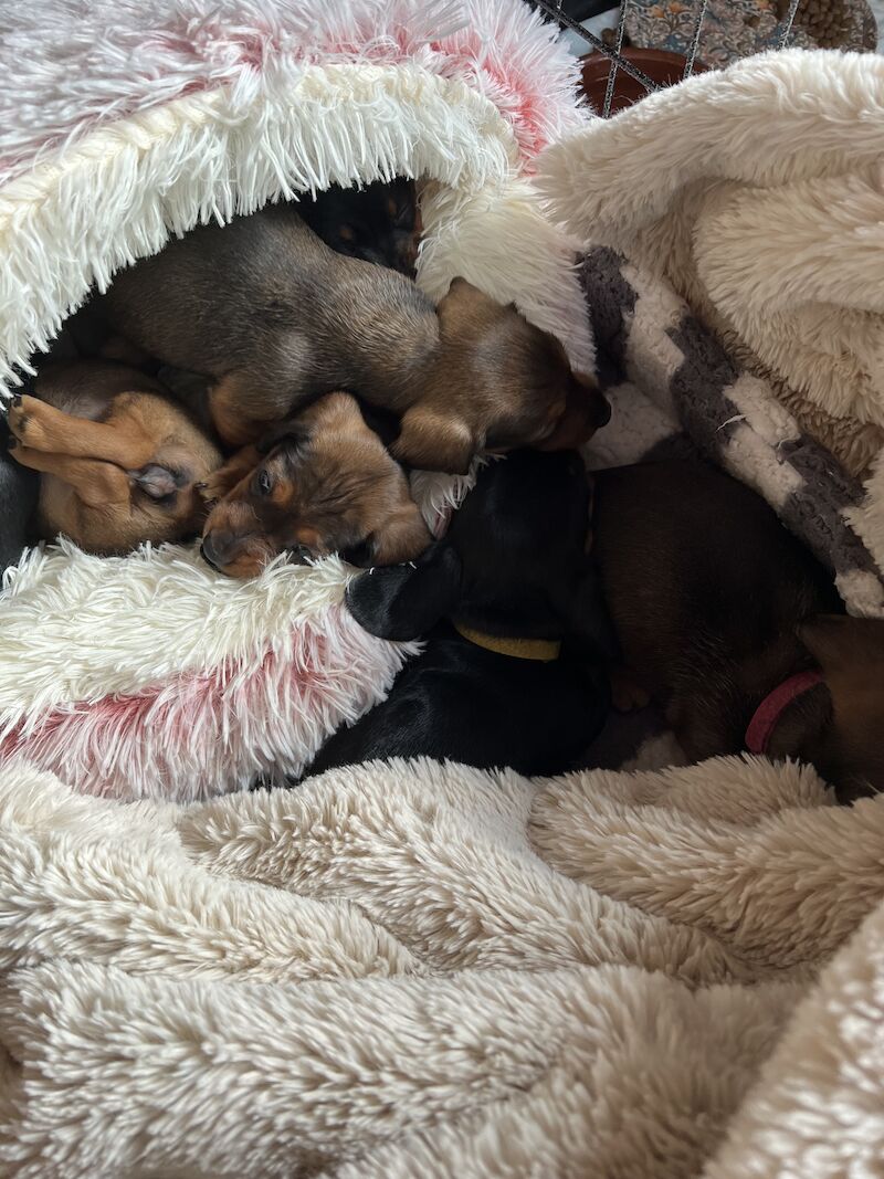 Dachshund puppies for sale in Dumfries, Dumfries and Galloway – 1 year old - Image 7 of 8