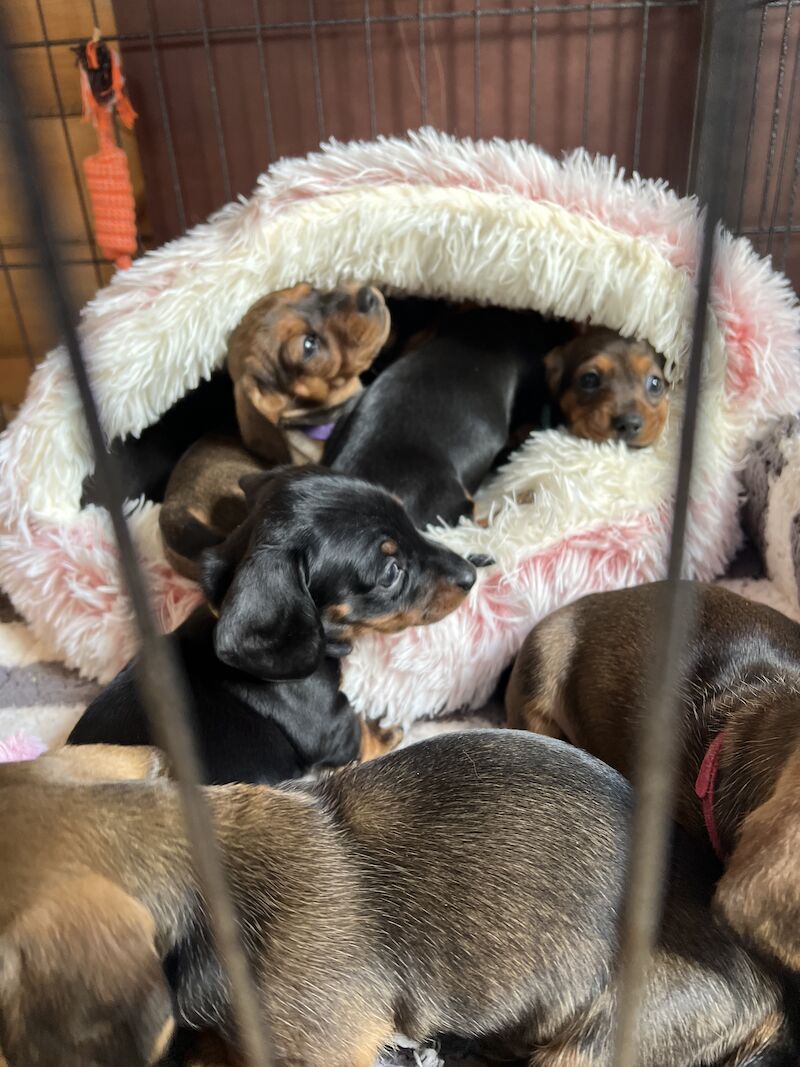 Dachshund puppies for sale in Dumfries, Dumfries and Galloway – 1 year old - Image 8 of 8
