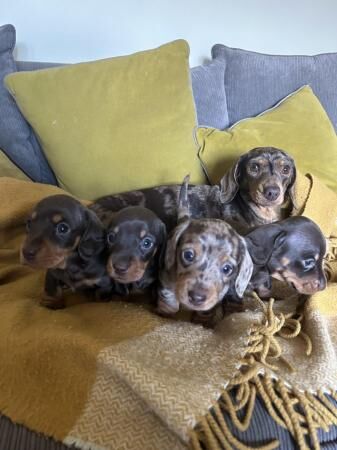 Beautiful KC reg miniature dachshund puppies for sale in Melton Mowbray, Leicestershire