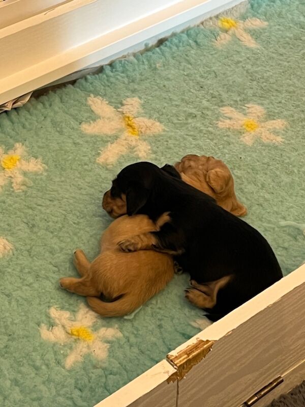 Dachshund puppies for sale in Stockbury Kent – KC registered, 4 weeks old
