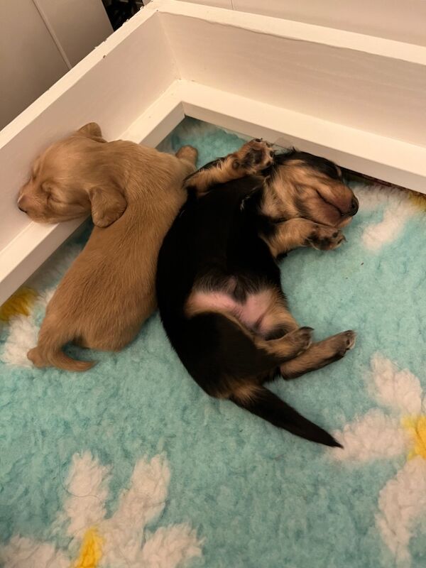 Dachshund puppies for sale in Stockbury Kent – KC registered, 8 weeks old - Image 2 of 5