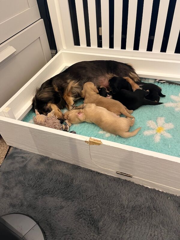 Dachshund puppies for sale in Stockbury Kent – KC registered, 8 weeks old - Image 3 of 5