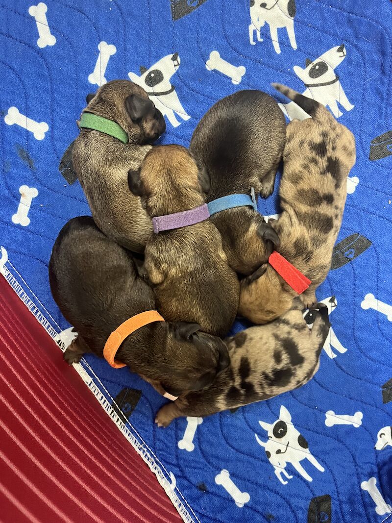Beautiful litter of Chiweenie Puppies for sale in March, Cambridgeshire