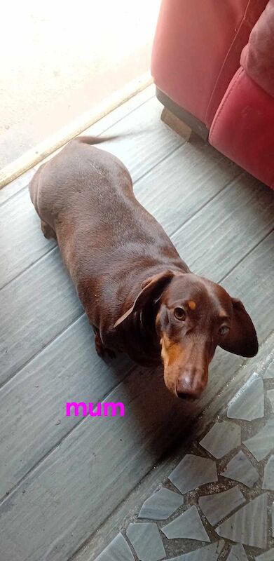 Dachshund puppies for sale in Portsmouth, Hampshire – KC registered, 1 year old - Image 6 of 7