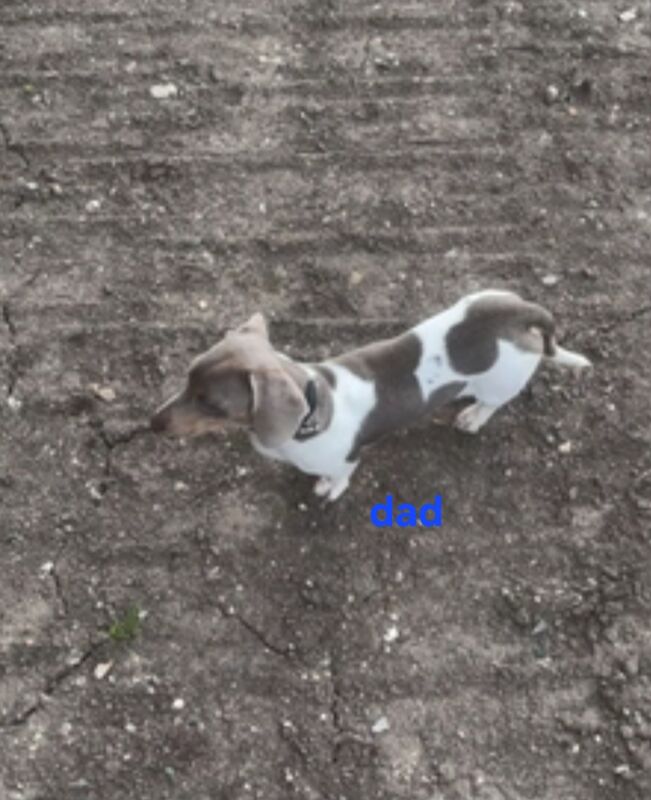 Dachshund puppies for sale in Portsmouth, Hampshire – KC registered, 1 year old - Image 7 of 7
