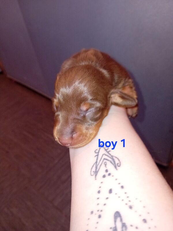Dachshund puppies for sale in Portsmouth, Hampshire – KC registered, 1 year old - Image 4 of 7