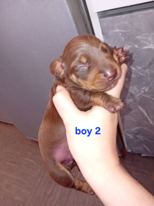 Dachshund puppies for sale in Portsmouth, Hampshire – KC registered, 1 year old - Image 5 of 7