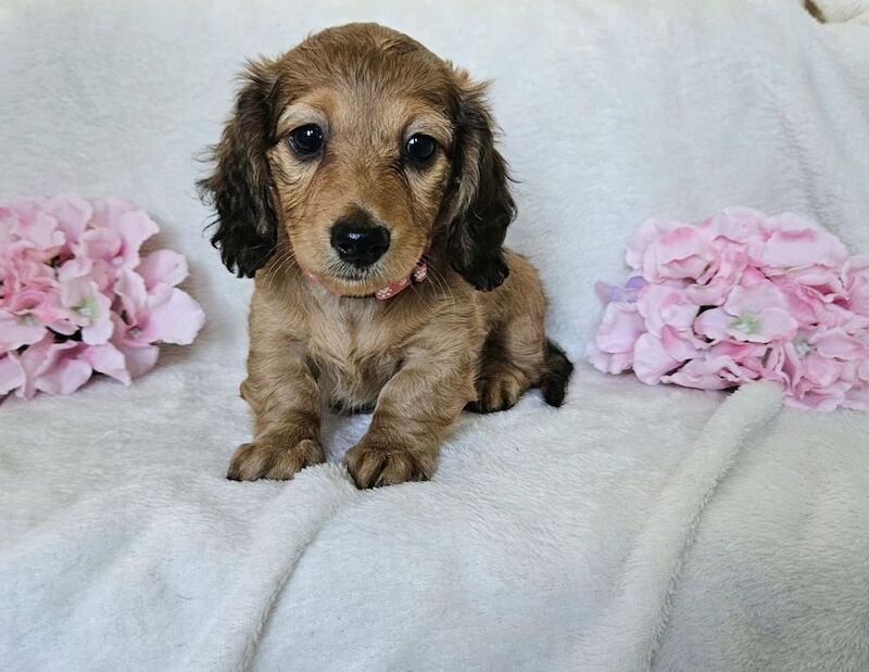 Beautiful long coat mini dachshunds for sale in Peterborough, Cambridgeshire