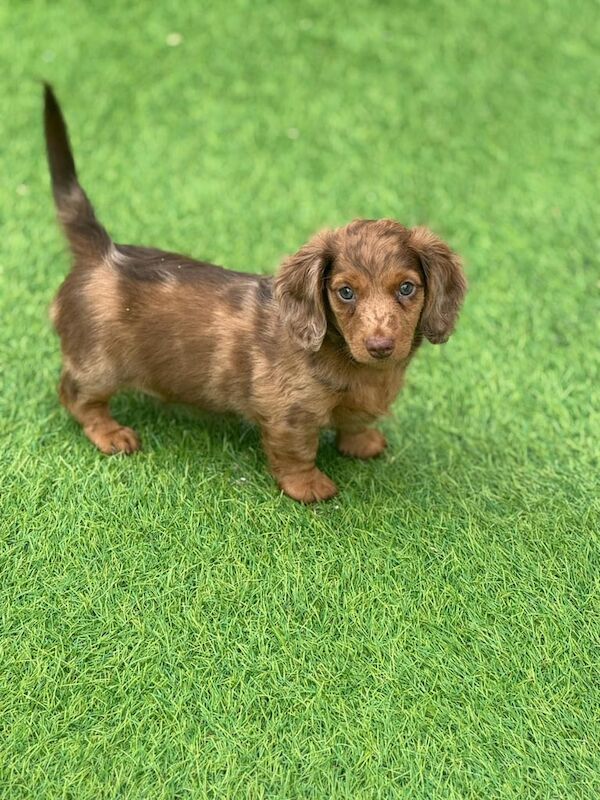 Beautiful long haired miniature dachshunds for sale in Swansea / Abertawe, West Glamorgan