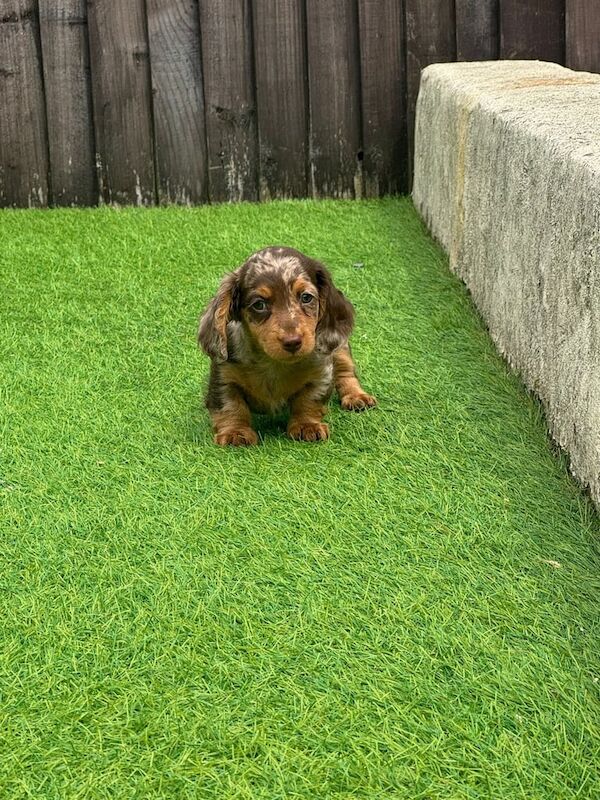 Beautiful long haired miniature dachshunds for sale in Swansea / Abertawe, West Glamorgan | Image 2
