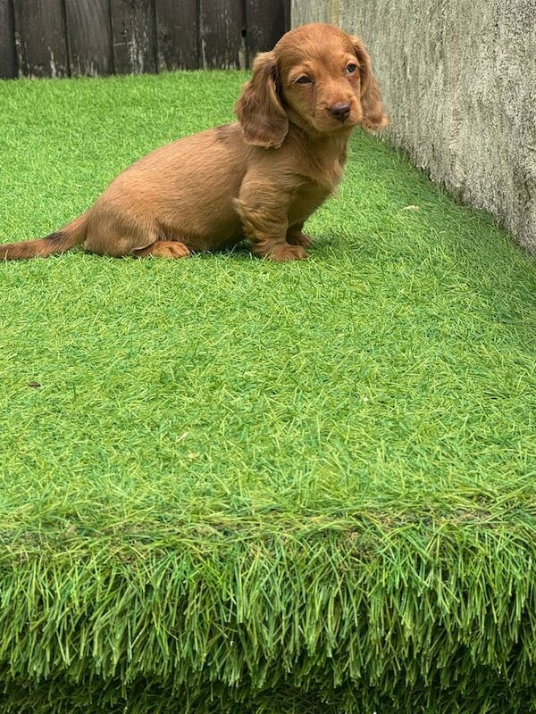 Beautiful long haired miniature dachshunds for sale in Swansea / Abertawe, West Glamorgan | Image 3