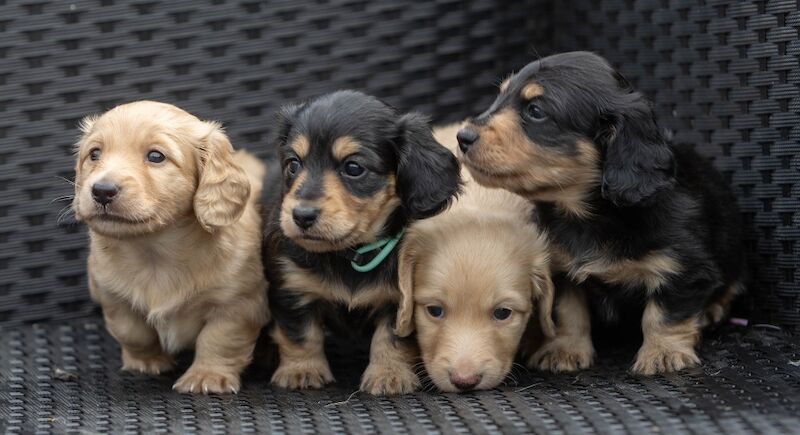 Dachshund puppies for sale in Minster, Kent – KC registered, 5 weeks old