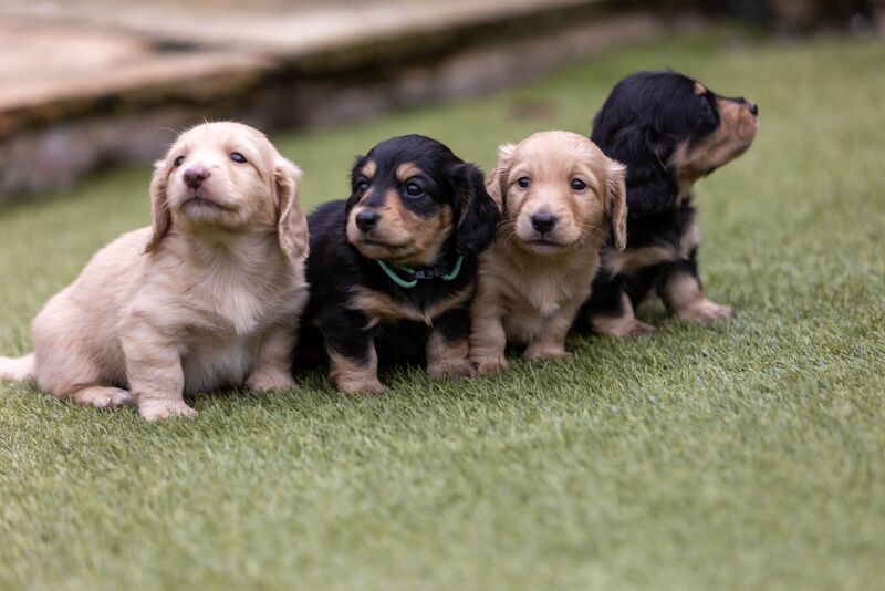 Dachshund puppies for sale in Minster, Kent – KC registered, 7 weeks old - Image 2 of 3