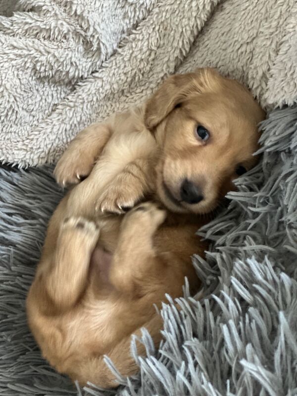 Dachshund puppies for sale in Minster, Kent – KC registered, 7 weeks old - Image 3 of 3