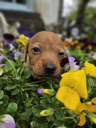Beautiful minature Dachshunds for sale in Langore, Cornwall