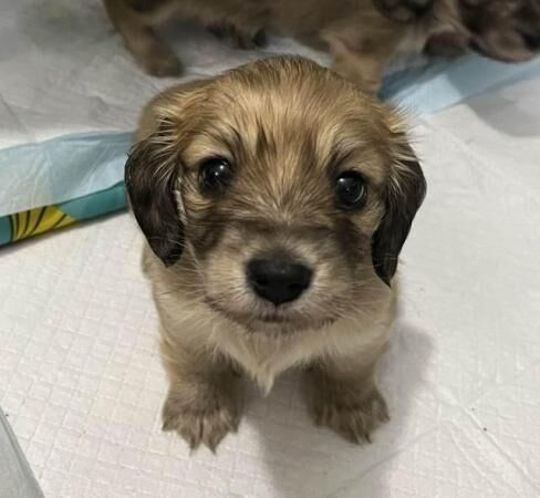 Beautiful Mini Longhaired English cream Dachshund puppies for sale in Uk