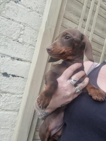Beautiful miniature dachshund for sale in Atherton, Greater Manchester