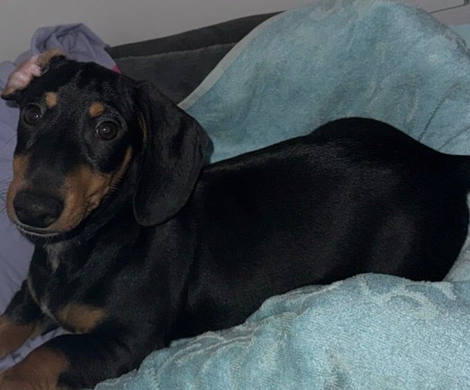 Dachshund puppies for sale in Salford, Greater Manchester – 9 weeks old