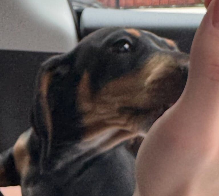 Dachshund puppies for sale in Salford, Greater Manchester – 12 weeks old - Image 2 of 3