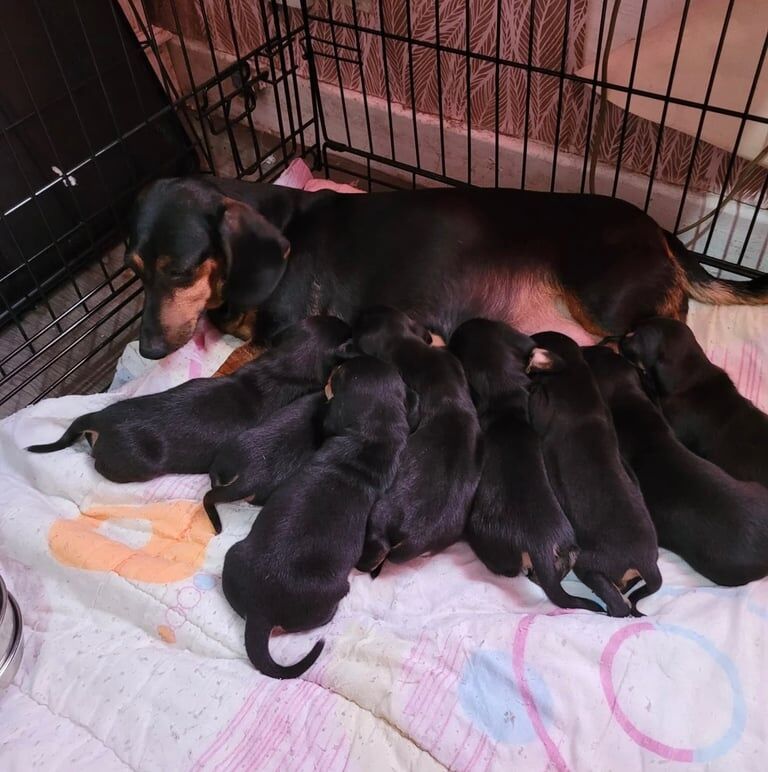 Dachshund puppies for sale in Salford, Greater Manchester – 12 weeks old - Image 3 of 3