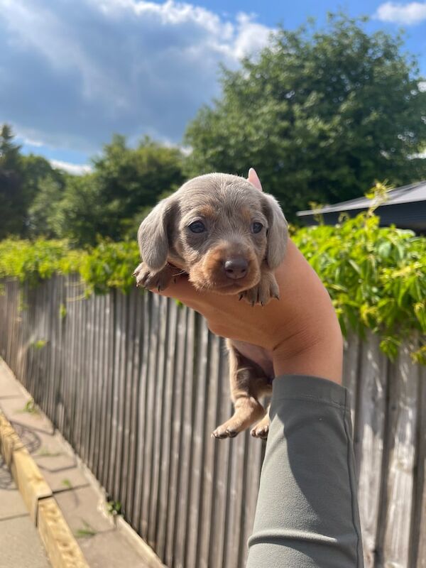 Beautiful Miniature Dachshund Girls for sale in Rhiwbina, South Glamorgan | Image 2