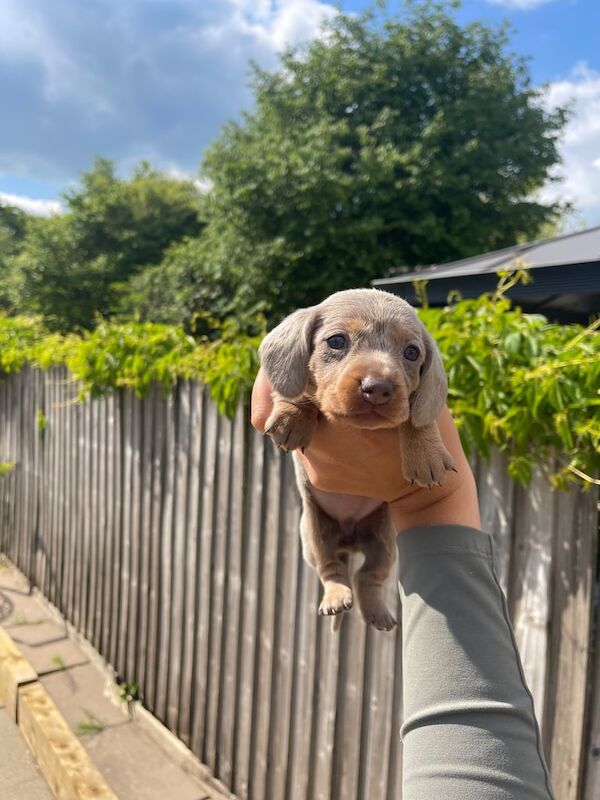 Beautiful Miniature Dachshund Girls for sale in Rhiwbina, South Glamorgan | Image 3