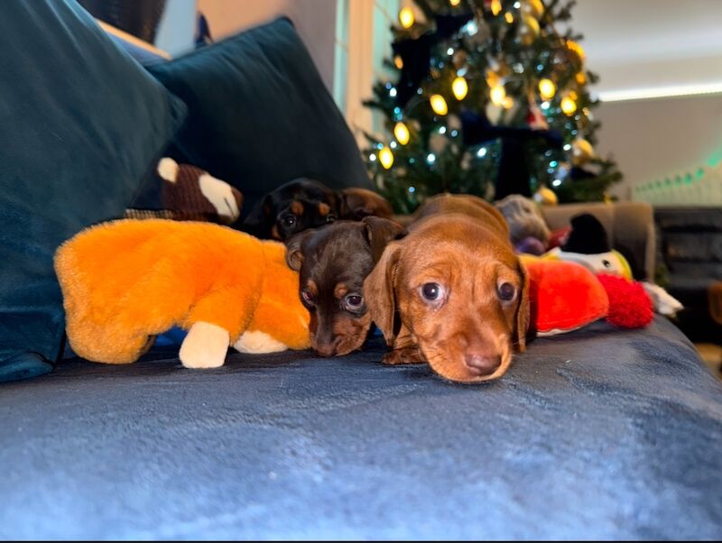 Beautiful miniature dachshund puppies for sale in TW12 1AD