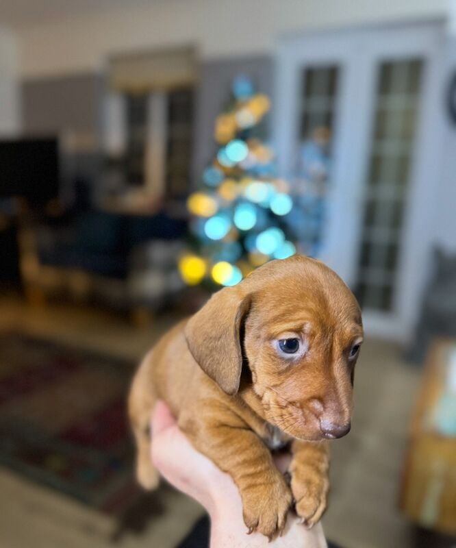 Dachshund puppies for sale in TW12 1AD – 7 months old