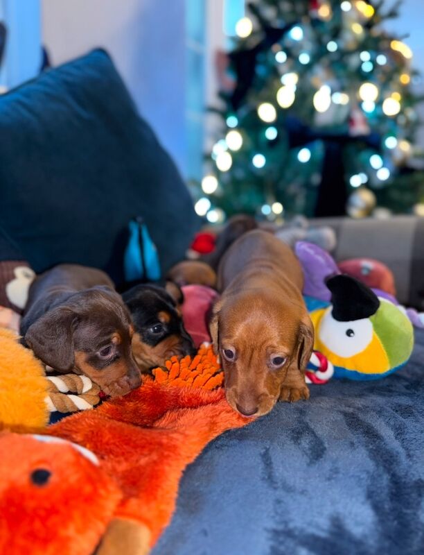 Dachshund puppies for sale in TW12 1AD – 9 months old - Image 4 of 12