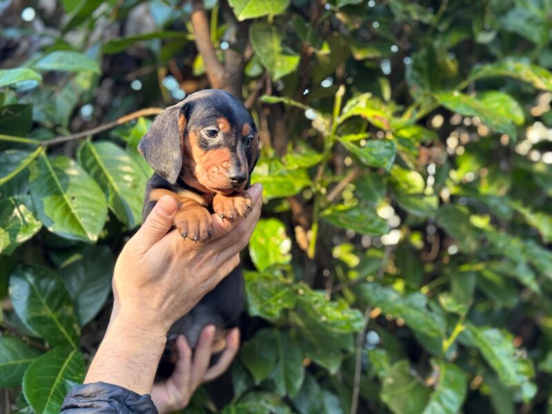 Dachshund puppies for sale in TW12 1AD – 9 months old - Image 6 of 12