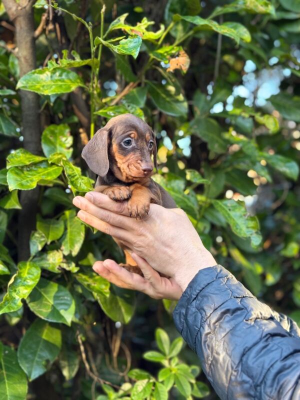 Dachshund puppies for sale in TW12 1AD – 9 months old - Image 7 of 12