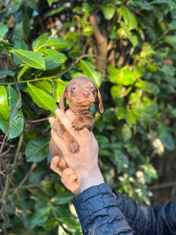 Dachshund puppies for sale in TW12 1AD – 9 months old - Image 8 of 12