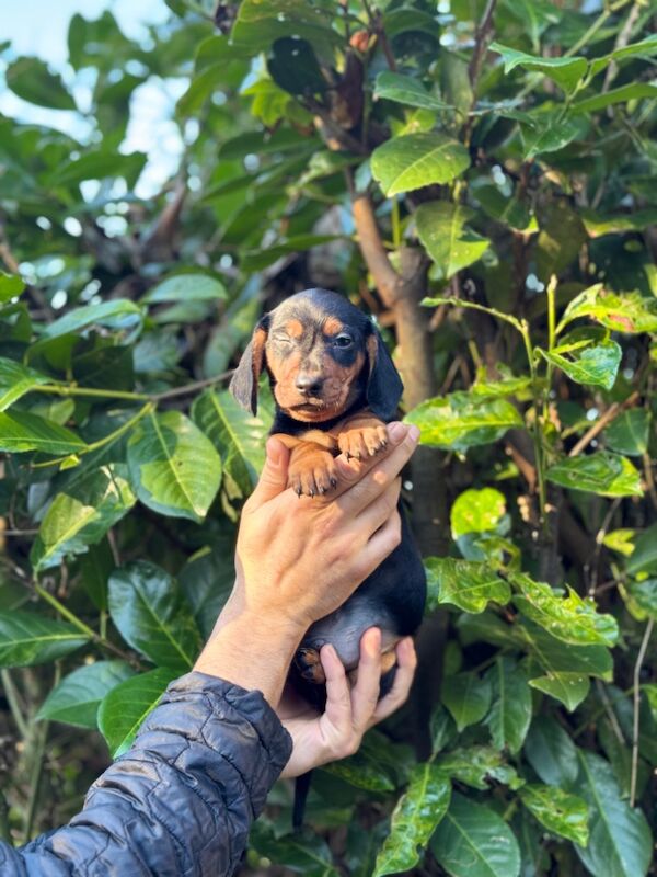Dachshund puppies for sale in TW12 1AD – 9 months old - Image 9 of 12