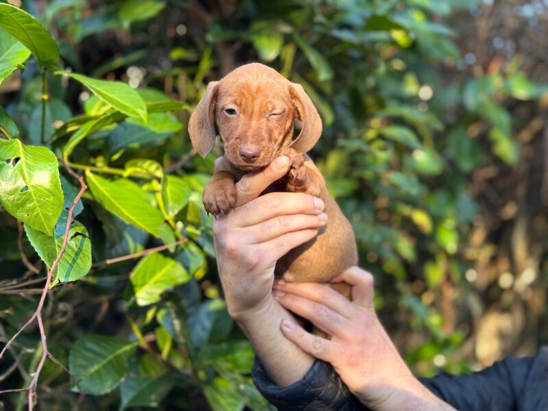 Dachshund puppies for sale in TW12 1AD – 9 months old - Image 10 of 12