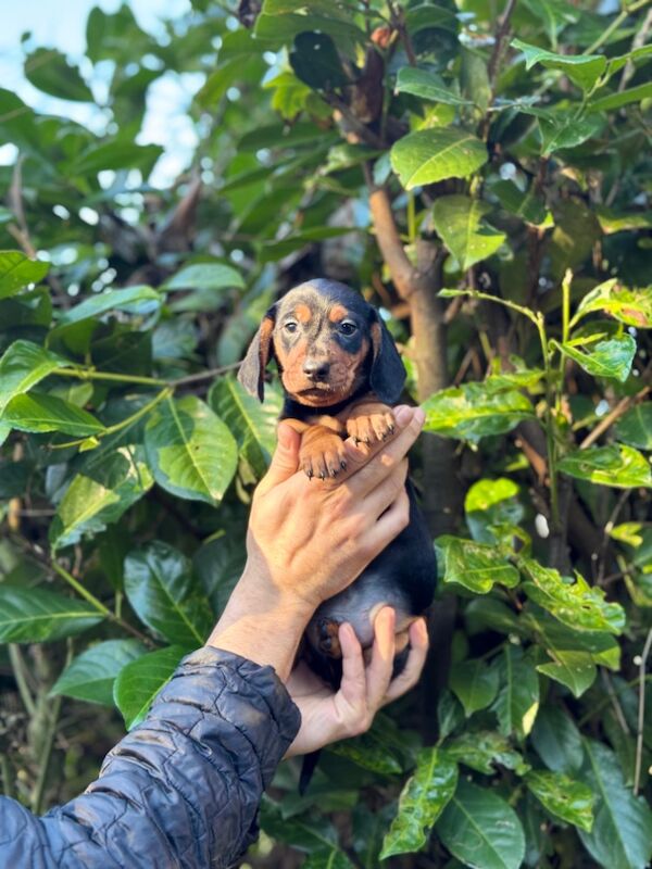 Dachshund puppies for sale in TW12 1AD – 9 months old - Image 11 of 12