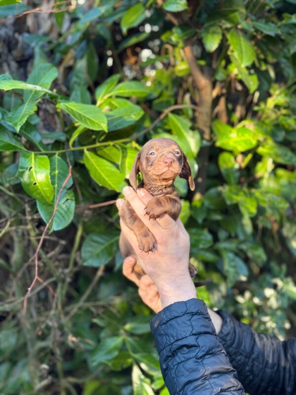Dachshund puppies for sale in TW12 1AD – 9 months old - Image 12 of 12