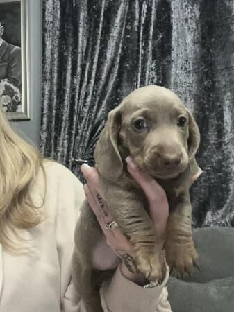 Beautiful miniature dachshund puppies for sale in Romford, Dorset