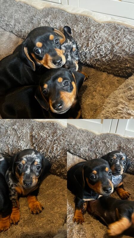 Beautiful miniature dachshund puppies for sale in Kidderminster, Worcestershire