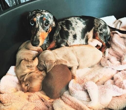 Beautiful miniature dachshund puppies for sale in Huddersfield, West Yorkshire