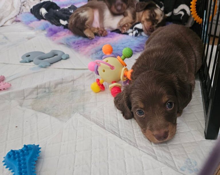 Beautiful miniature daschunds puppies for sale in Bridgwater, Somerset