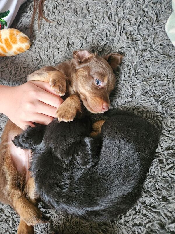 Beautiful miniature daschunds puppies for sale in Bridgwater, Somerset | Image 2