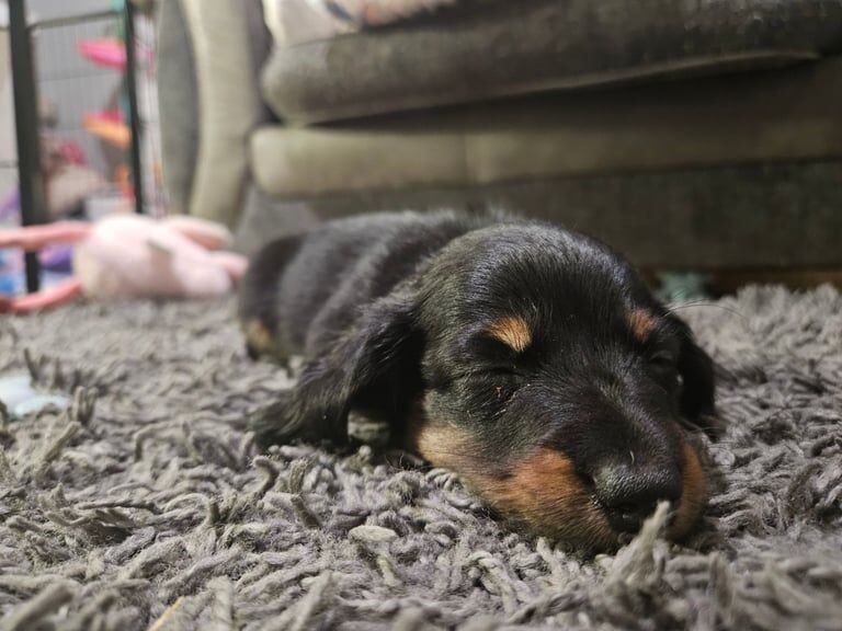 Beautiful miniature daschunds puppies for sale in Bridgwater, Somerset | Image 3