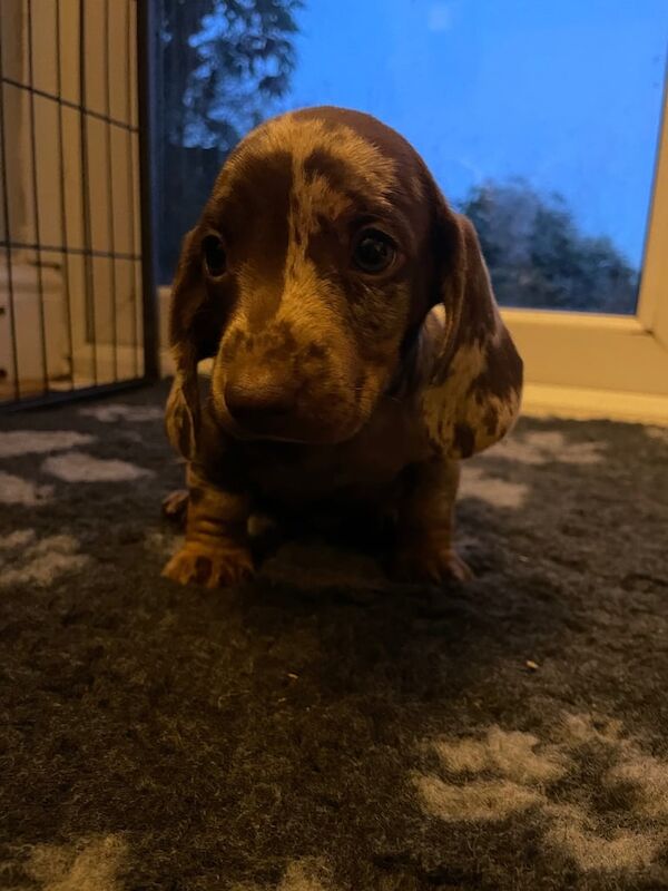 Beautiful miniature dashound puppies for sale in Telford, Shropshire | Image 2