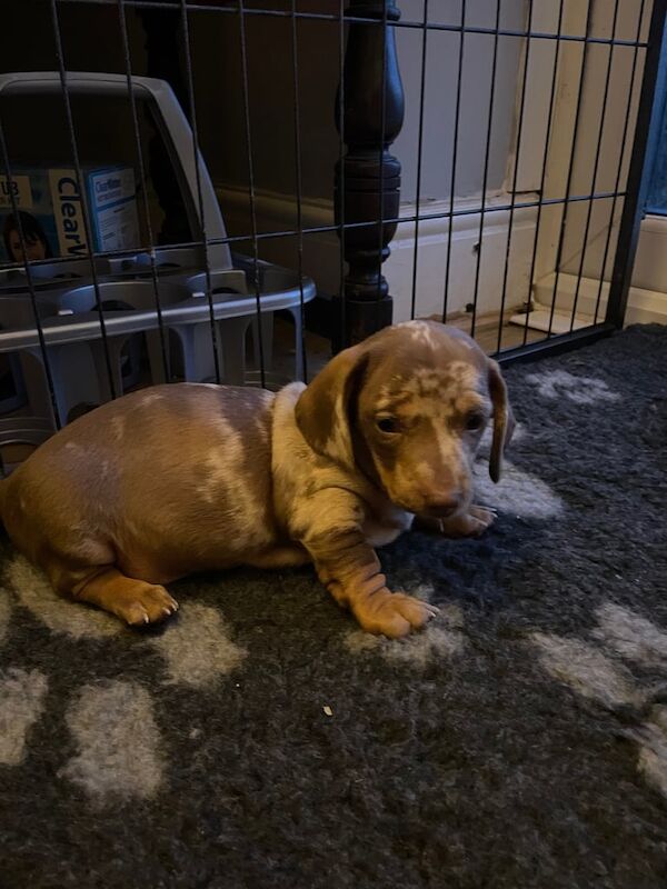 Beautiful miniature dashound puppies for sale in Telford, Shropshire | Image 3