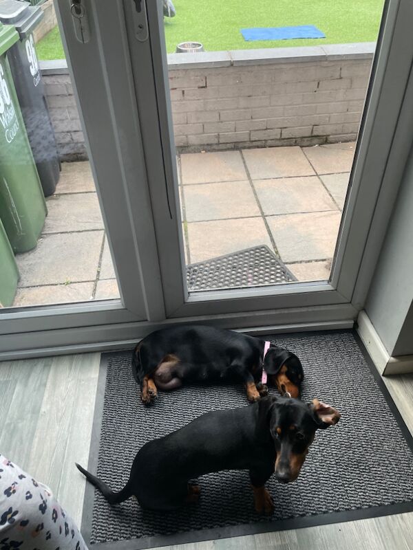 Tan Dachshund puppies for sale in Walsall, West Midlands – 4 weeks old