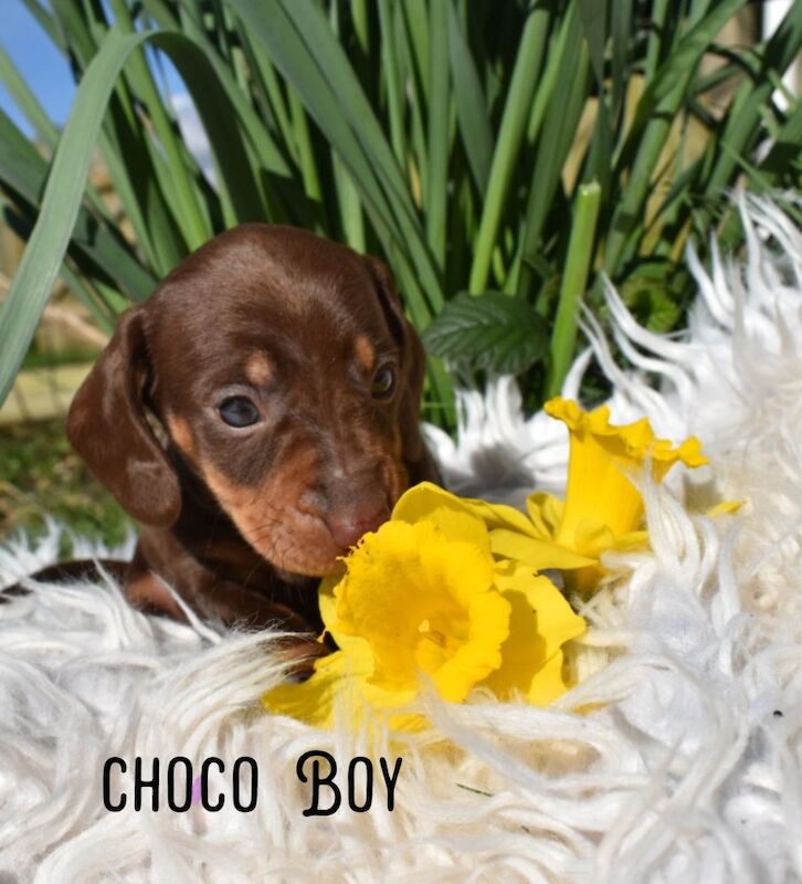 *Beautiful mixed miniture Dachshund pups* for sale in Kingston upon Hull, East Riding of Yorkshire