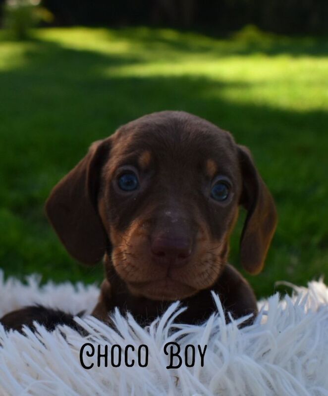 *Beautiful mixed miniture Dachshund pups* for sale in Kingston upon Hull, East Riding of Yorkshire | Image 2