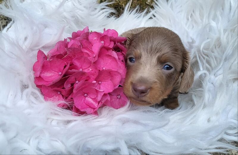 *Beautiful mixed miniture Dachshund pups* for sale in Kingston upon Hull, East Riding of Yorkshire | Image 3