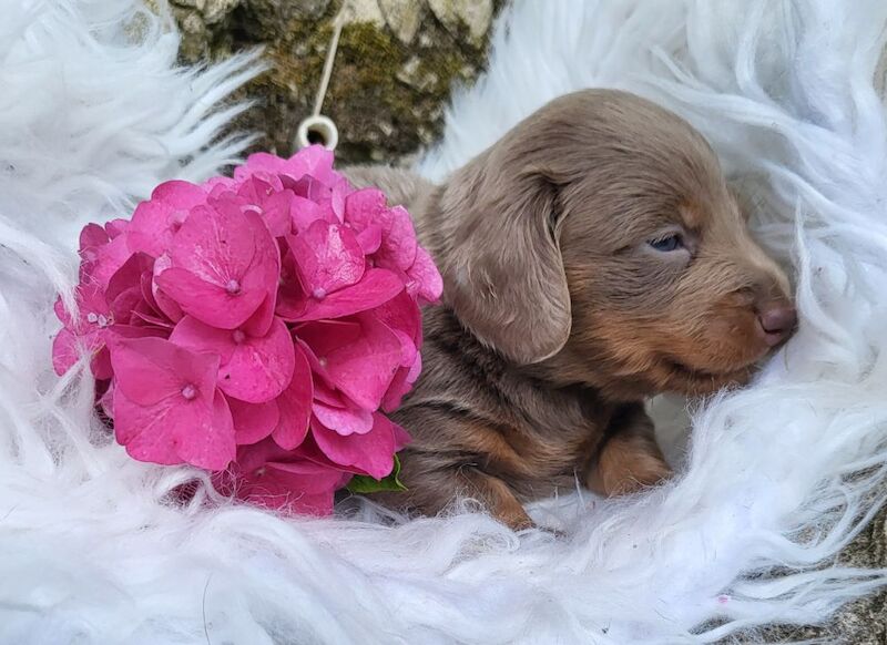 *Beautiful mixed miniture Dachshund pups* for sale in Kingston upon Hull, East Riding of Yorkshire | Image 4