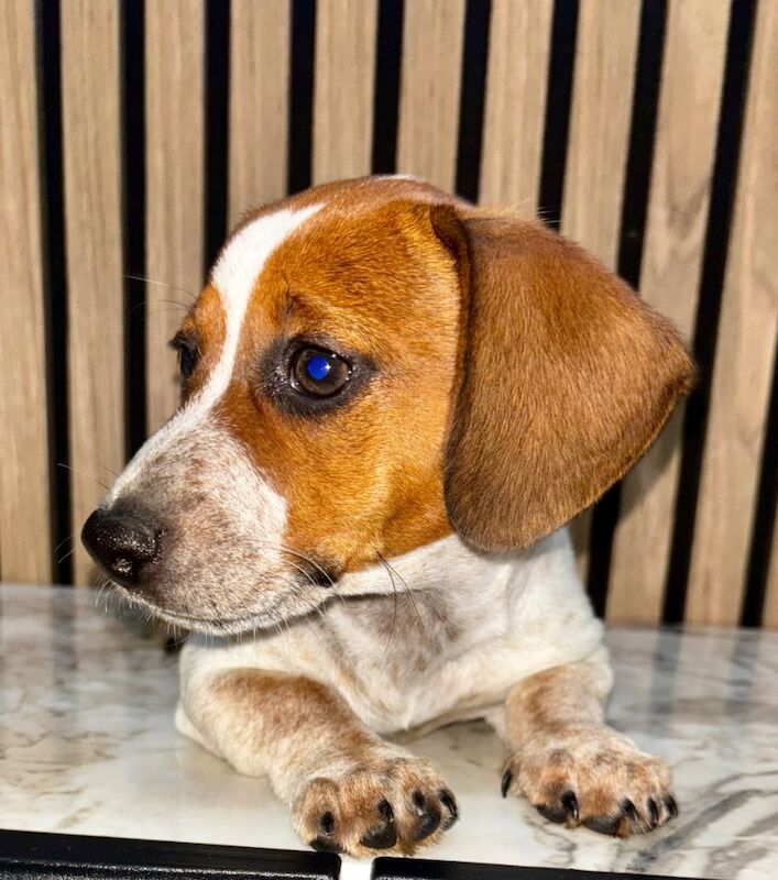 Dachshund puppies for sale in Cheshunt, Hertfordshire – 11 weeks old - Image 2 of 7